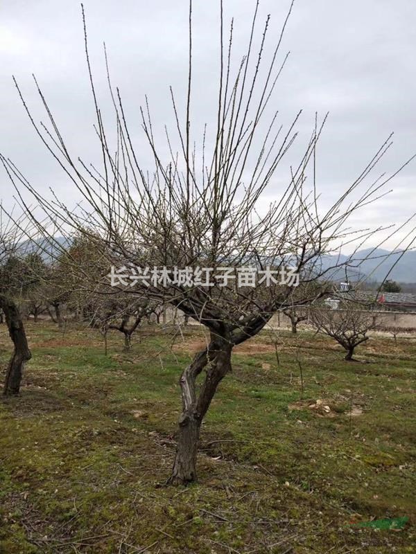 浙江长兴林城提供绿梅