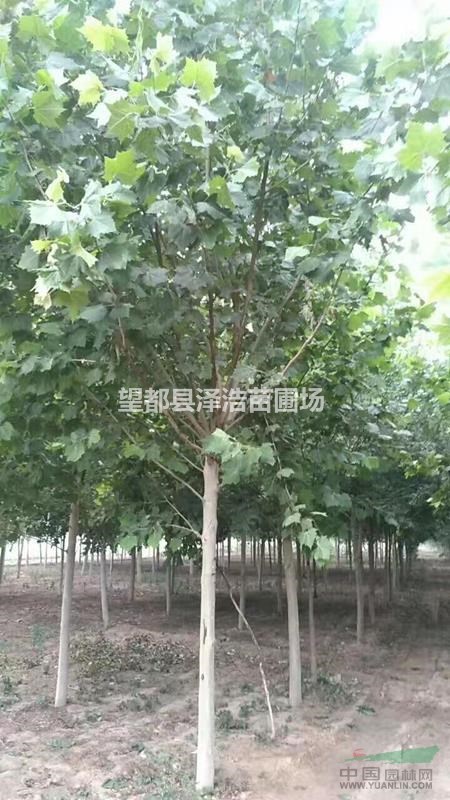 法桐供應速生法桐法桐價格法桐生產廠家速生法桐3～12公分價格