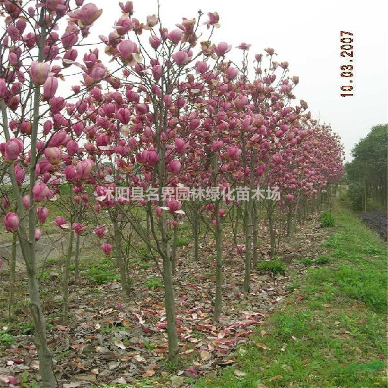 紅玉蘭樹批發(fā)價格