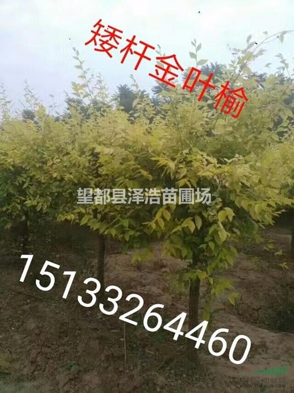 中華金葉榆供應(yīng)中華金葉榆河北中華金葉榆價(jià)格出售批發(fā)生產(chǎn)廠