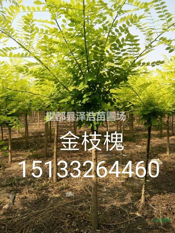 金枝槐3公分～6公分金枝槐價(jià)格表河北金枝槐報(bào)價(jià)金枝槐供應(yīng)商