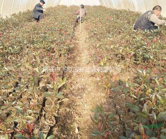 紅葉石楠小苗、沭陽紅葉石楠小杯苗