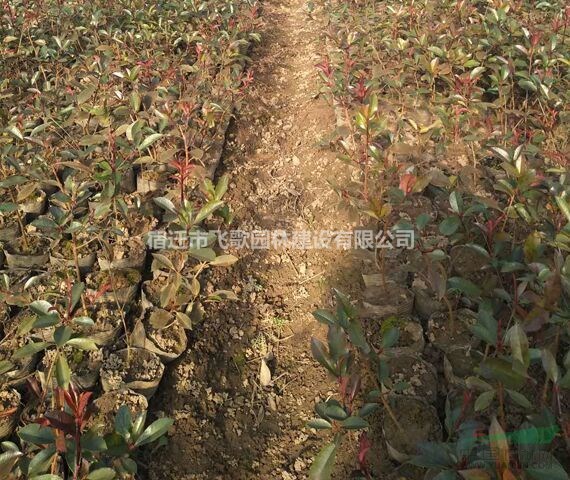 紅葉石楠小苗、沭陽紅葉石楠小杯苗
