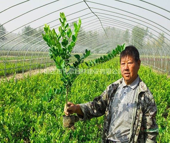 江蘇金森女貞杯苗基地