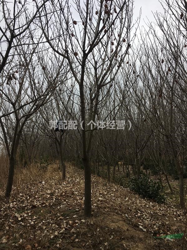 馬褂木  大葉女貞  櫻花  紫薇  欒樹(shù)  紫葉李  香樟