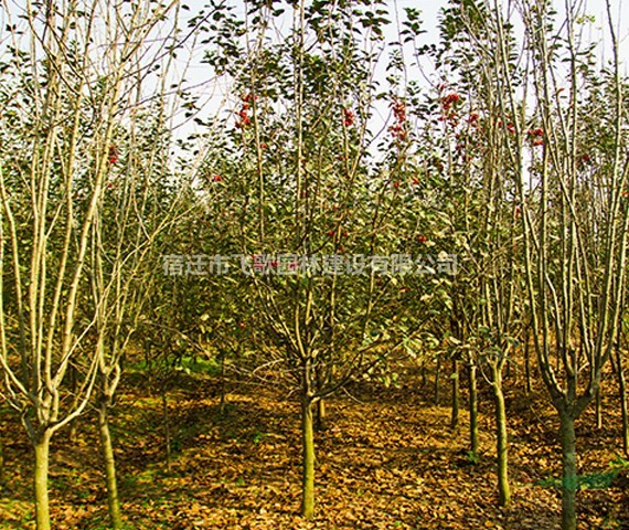 供應(yīng)西府海棠（地徑4-7cm、分支點(diǎn)80-100cm）