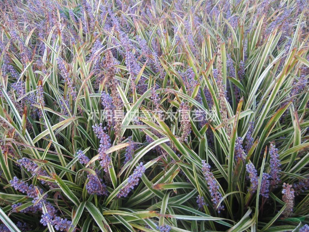 金邊麥冬是一款草坪及地被  植物觀賞性好