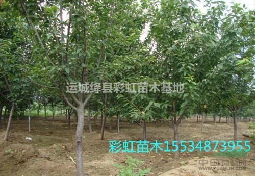 10公分櫻桃樹(shù)12公分櫻桃樹(shù)15公分櫻桃樹(shù)20公分櫻桃樹(shù)價(jià)格