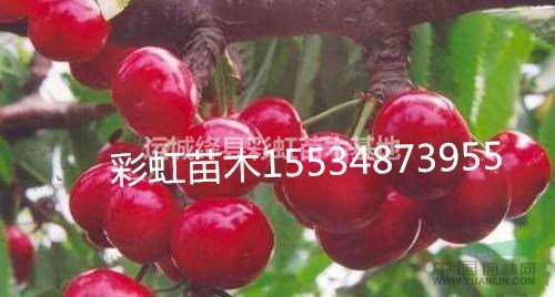 10公分櫻桃樹(shù)12公分櫻桃樹(shù)15公分櫻桃樹(shù)20公分櫻桃樹(shù)價(jià)格