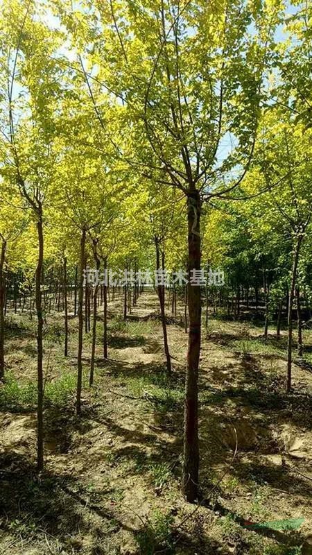 河北地區(qū)供應5--10公分金葉復葉槭  量大從優(yōu)