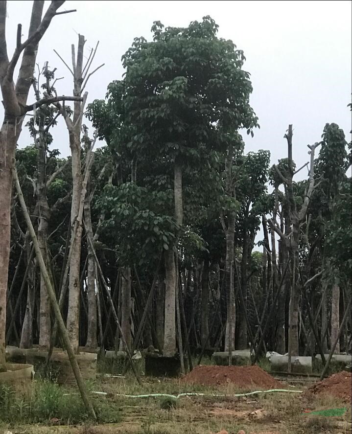 漳州秋楓各種規(guī)格供應|福建秋楓