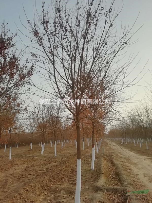 河北元寶楓報(bào)價(jià)-河北元寶楓基地-河北保定元寶楓