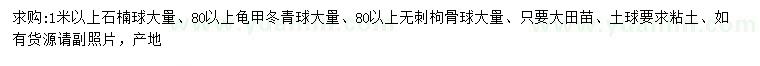 求購石楠球、龜甲冬青球、無刺枸骨球