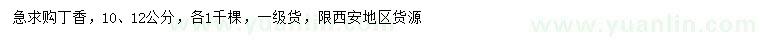 求購10、12公分丁香