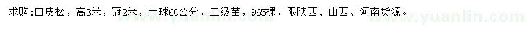 求購高3米白皮松