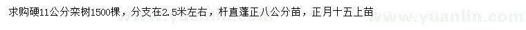 求購硬11公分欒樹