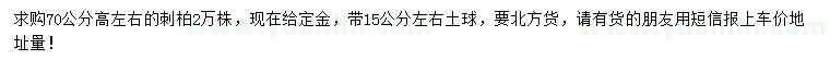 求購高70公分左右刺柏