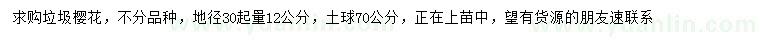 求購30量12公分垃圾櫻花