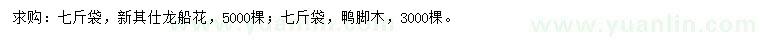 求購龍船花