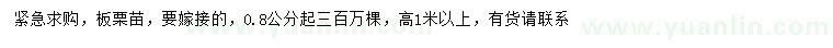 求購0.8公分板栗苗