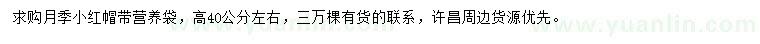 求購(gòu)高40公分左右月季小紅帽