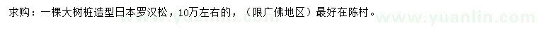 求購(gòu)造型日本羅漢松