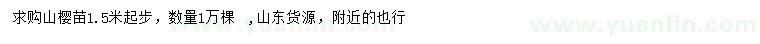 求購1.5米起步山櫻苗
