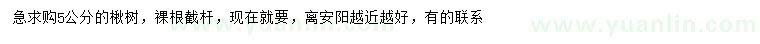 求購5公分楸樹