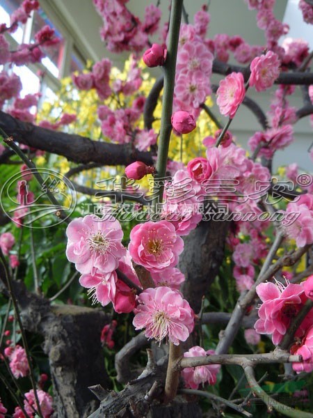 梅花苗梅花樹梅花基地_江南朱砂梅品種介紹