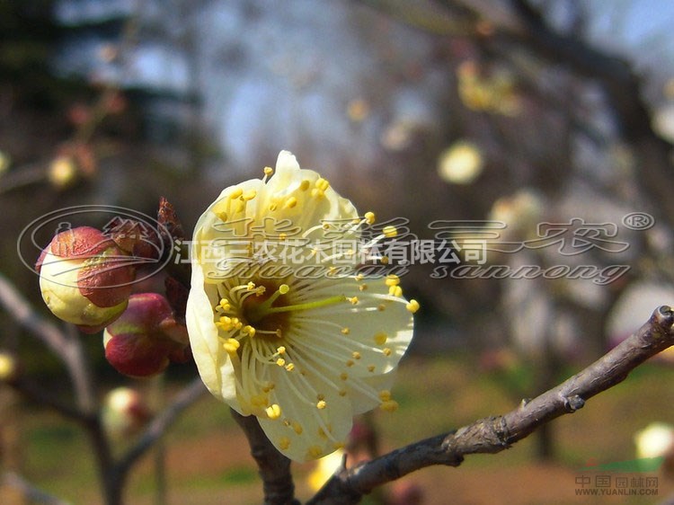 梅花苗梅花樹梅花基地_曹王黃香梅品種介紹