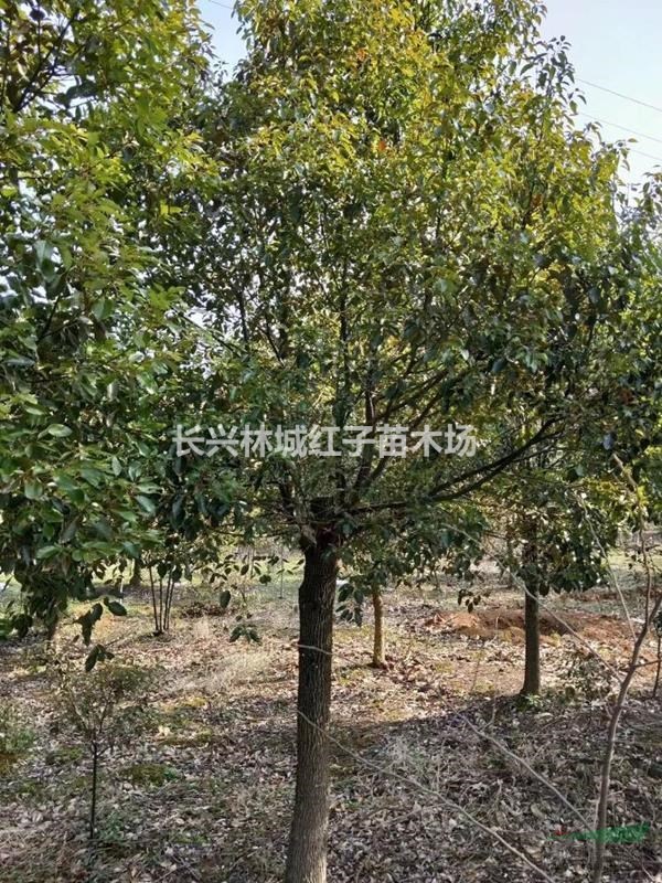 浙江林城长兴提供大量香樟树
