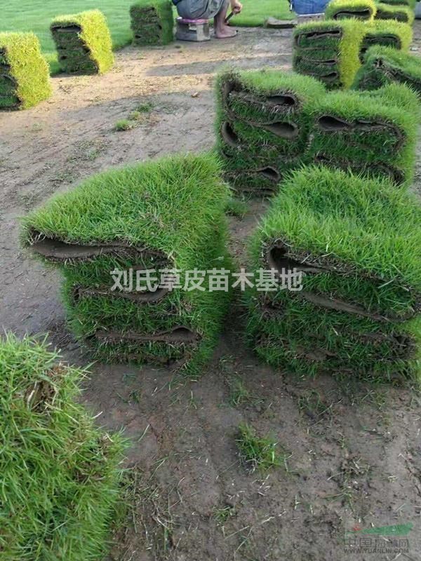 馬尼拉草坪淺談城市綠化植物配置中的幾個(gè)誤區(qū)