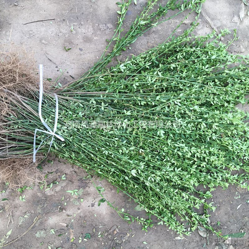 迎春花小苗 風(fēng)景綠化工程落葉灌木綠化苗 園林景觀綠化苗木基地