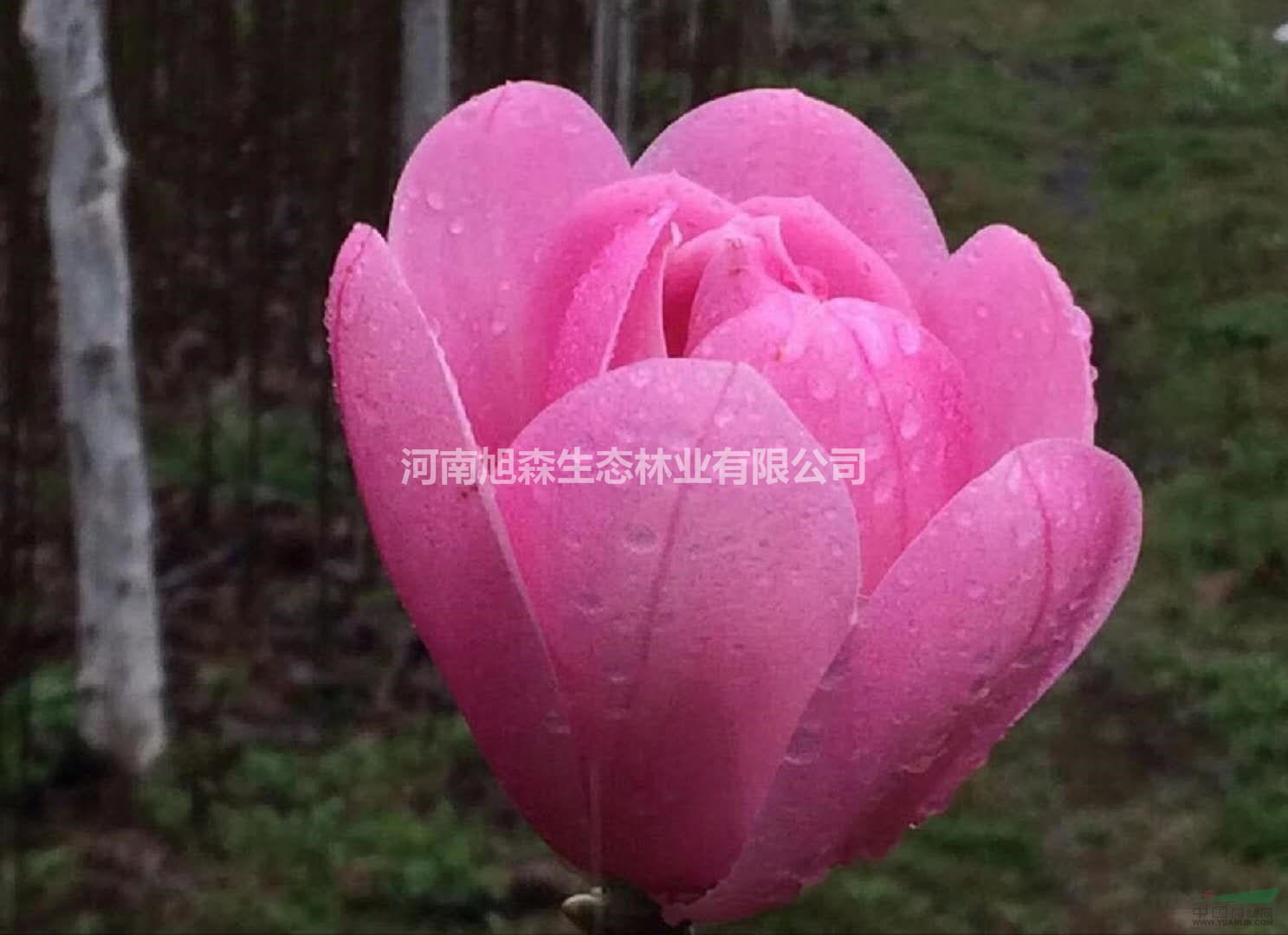 白玉蘭 紅玉蘭11公分 工程苗