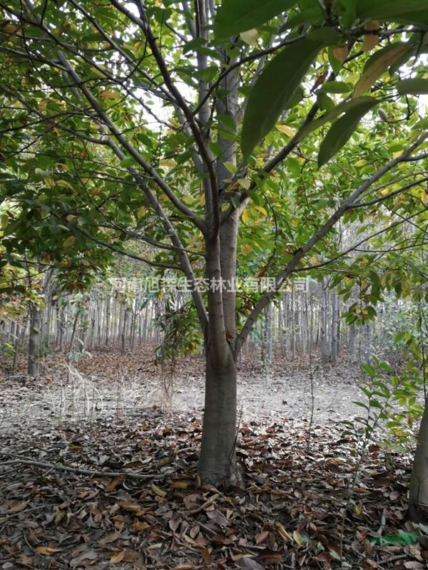 白玉蘭 紅玉蘭11公分 工程苗