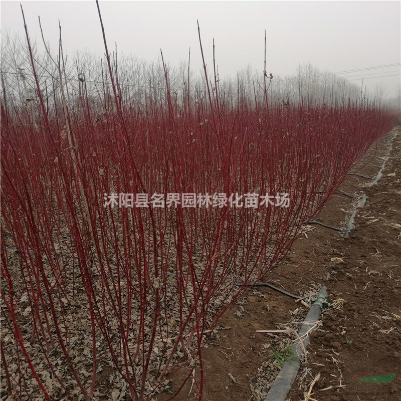 紅瑞木多少錢(qián)一棵
