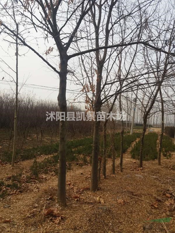 銷售竹子，小葉黃楊，大葉黃楊，蜀檜，月季，連翹