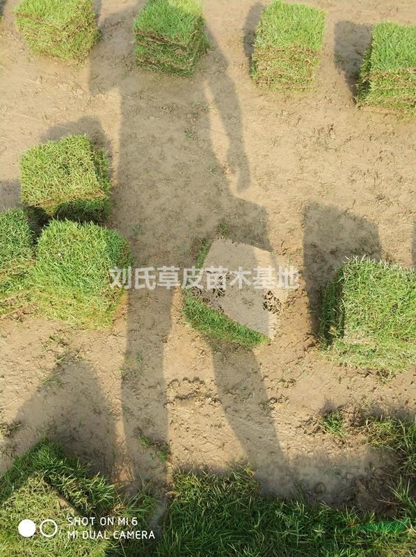 冬季馬尼拉變黃還能鋪活么？