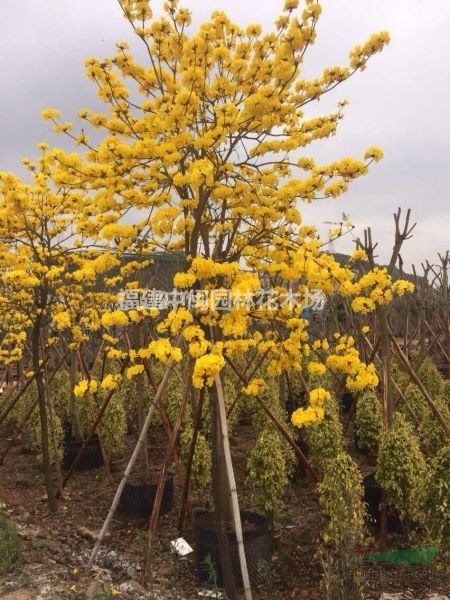 黄花风铃木胸径5-30公分 精品苗价格_供应_图片_福建中闽园林花木场