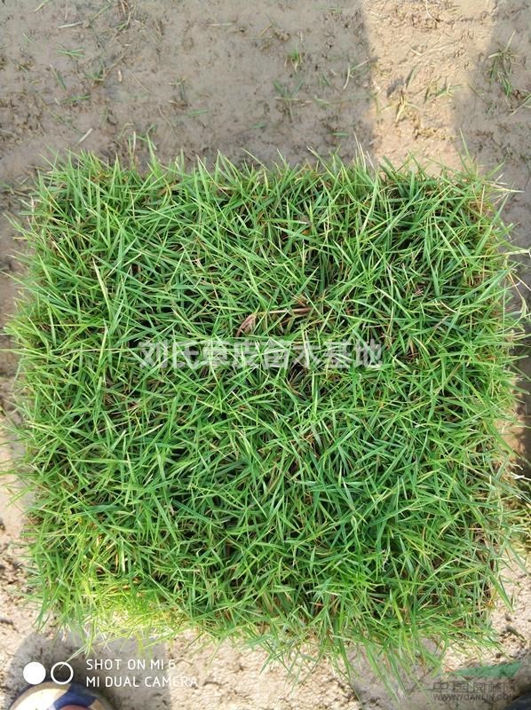 馬尼拉草皮害蟲(chóng)的綜合防治技術(shù)