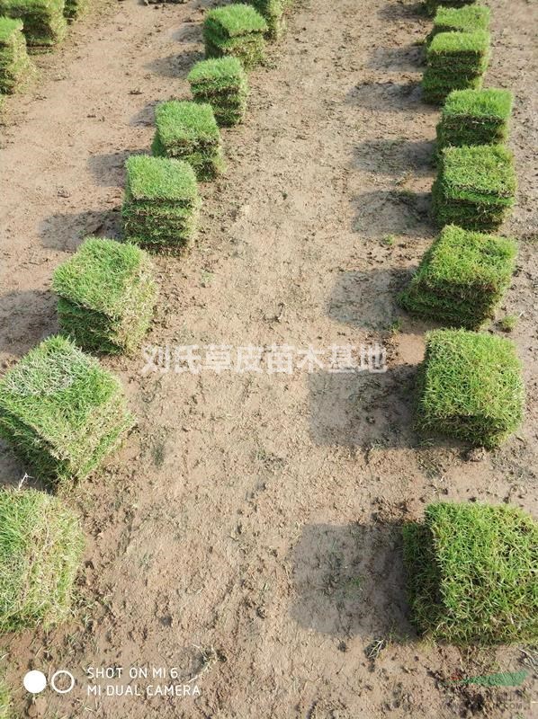 馬尼拉草皮害蟲(chóng)的綜合防治技術(shù)