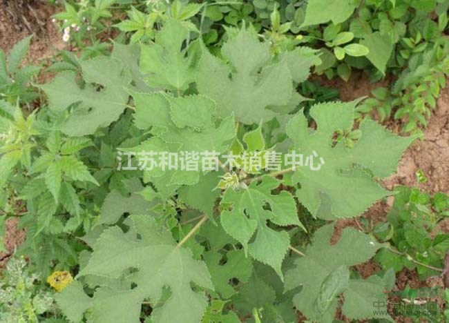 江蘇構(gòu)樹(shù)價(jià)格40公分、50公分構(gòu)樹(shù)小苗基地價(jià)格
