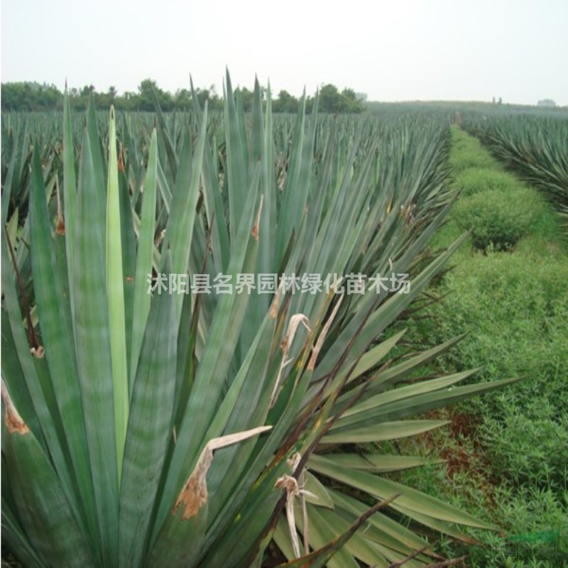 劍麻小苗哪里便宜