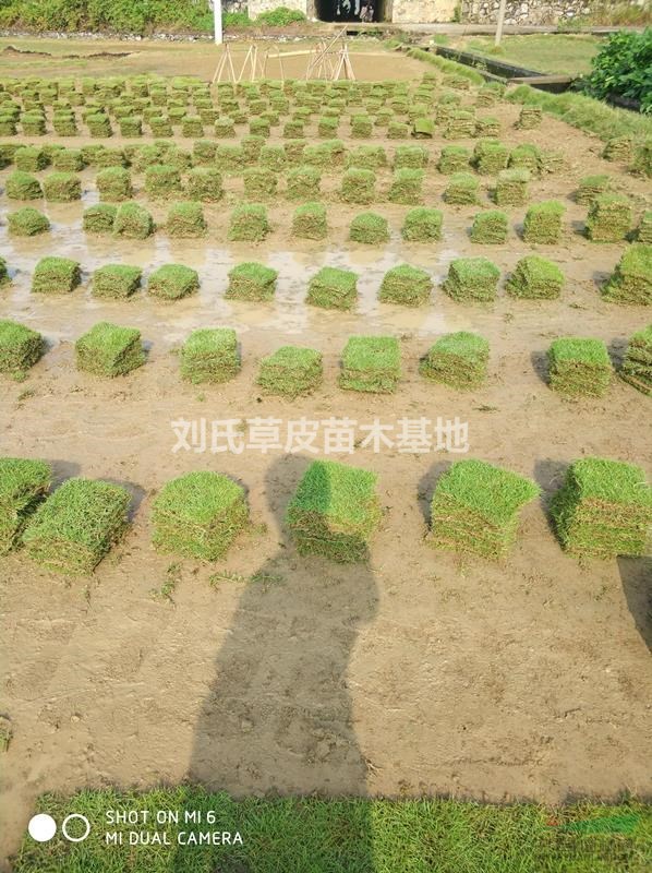 冬季馬尼拉草坪該如何養(yǎng)護？