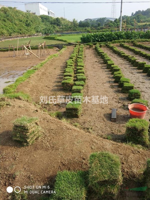 冬季馬尼拉草坪該如何養(yǎng)護？