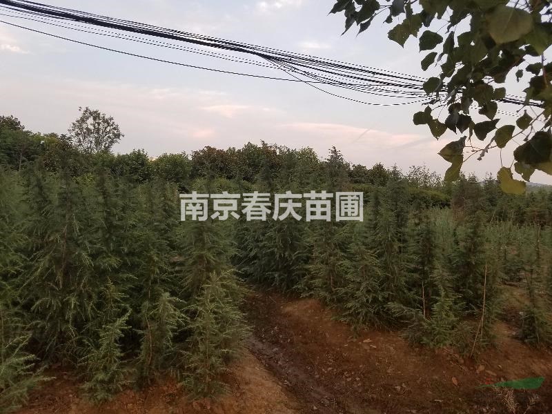 供應(yīng)南京湯泉雪松樹苗1/8米價格低歡迎選購