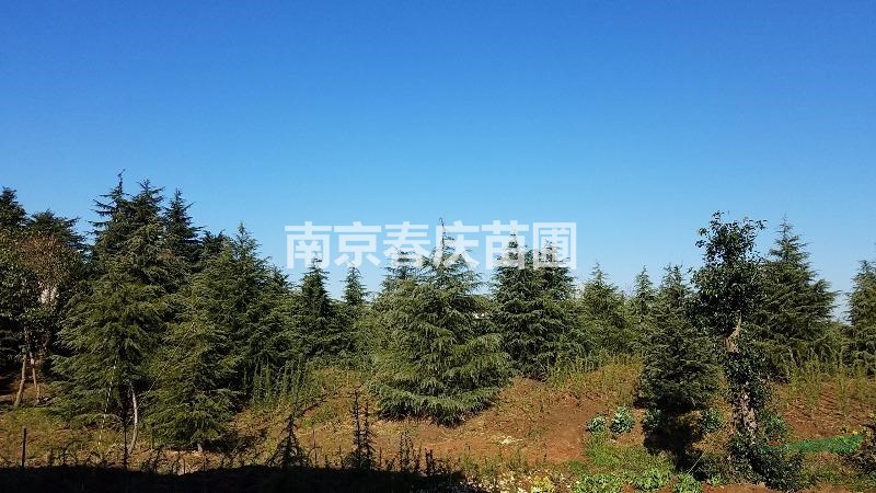 供應(yīng)南京湯泉雪松樹苗1/8米價格低歡迎選購