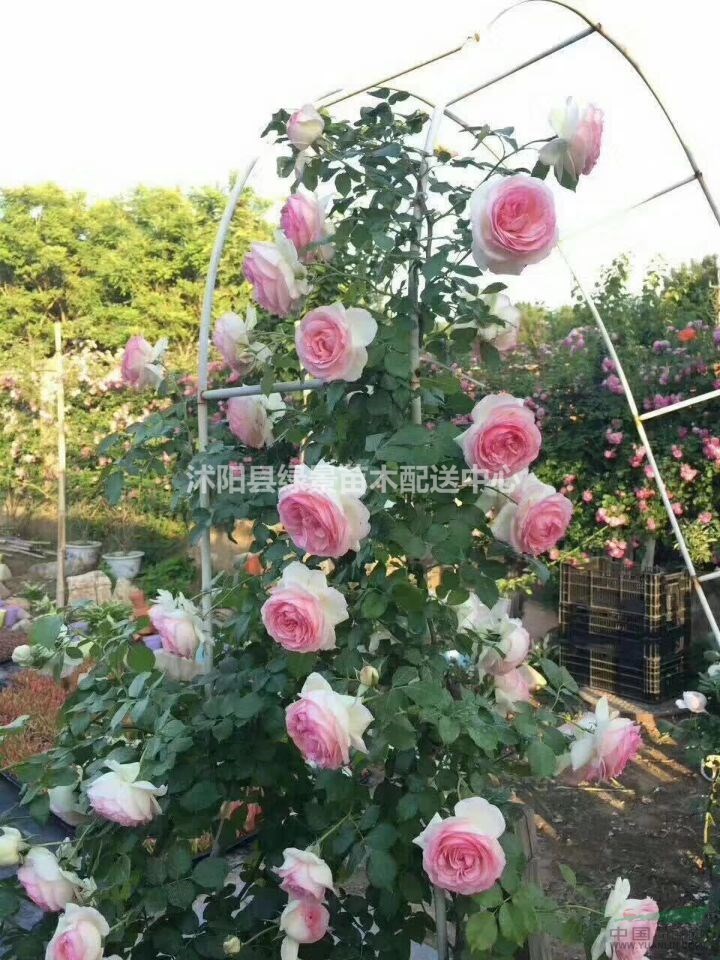 大紅花薔薇，攀爬薔薇，白花薔薇1.2米批發(fā)，支持順豐快遞