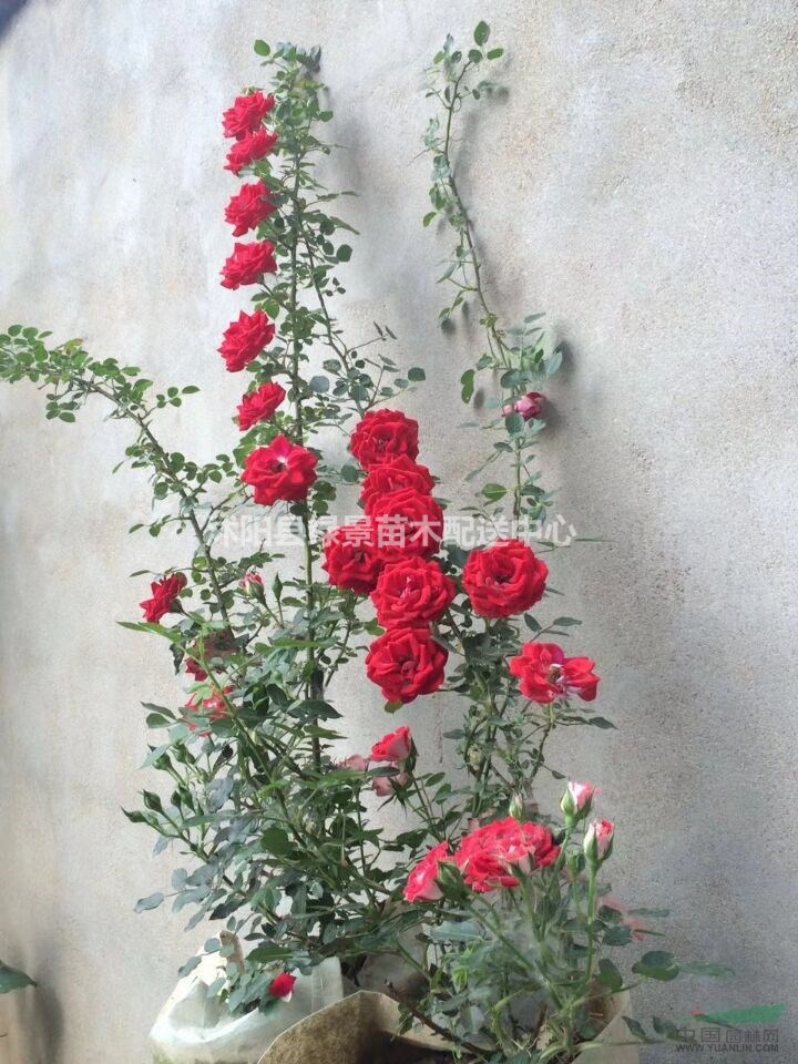 大紅花薔薇，攀爬薔薇，白花薔薇1.2米批發(fā)，支持順豐快遞