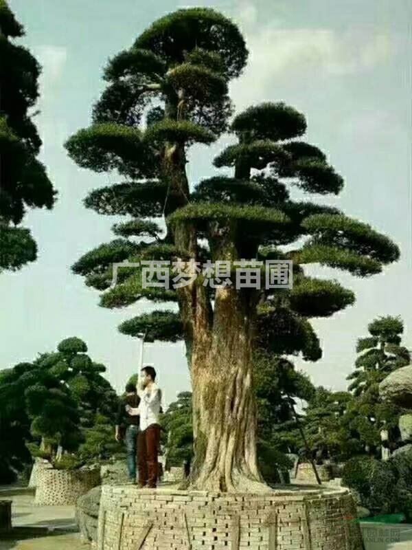 造型羅漢松，廣西羅漢松